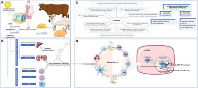 Editorial: The role of vitamin D as an immunomodulator